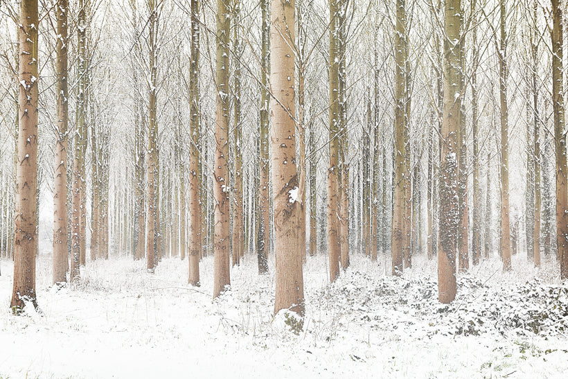 The Snow Trees  2008