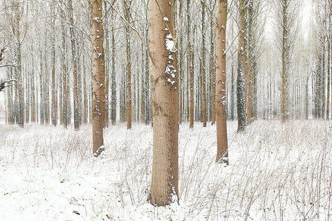 Snow Trees II  2009