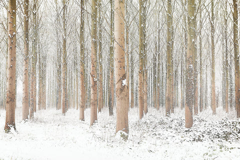 Snow Trees III  2009