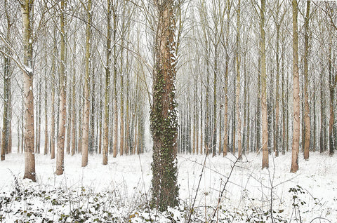 Snow Trees IV  2009