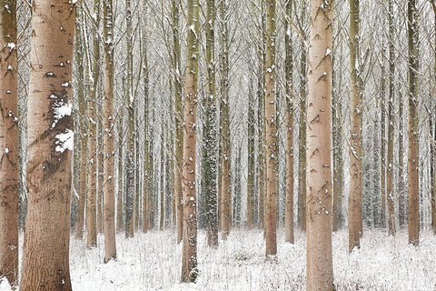 Snow Trees I  2009